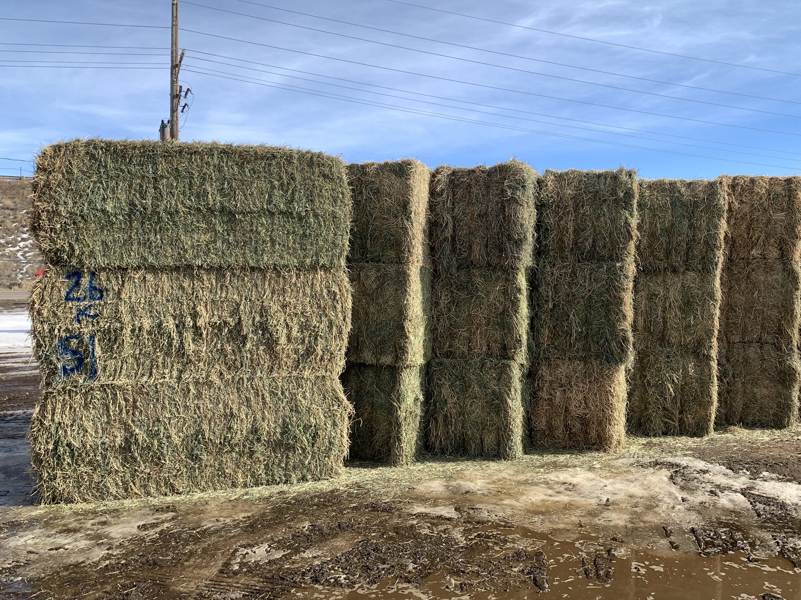 IMG_7556 Centennial Livestock Auction Co.