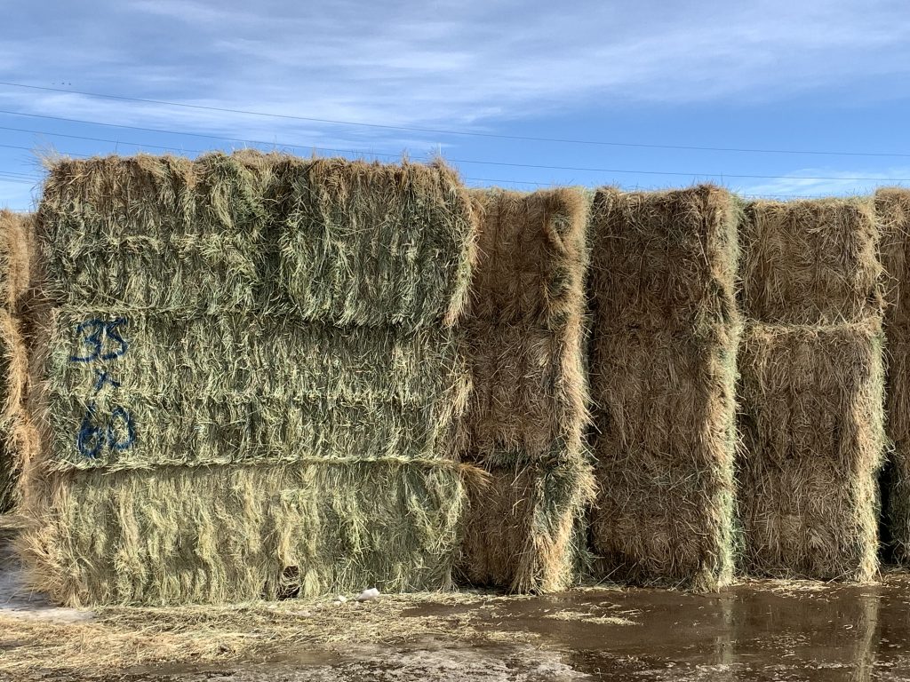 IMG_7565 Centennial Livestock Auction Co.