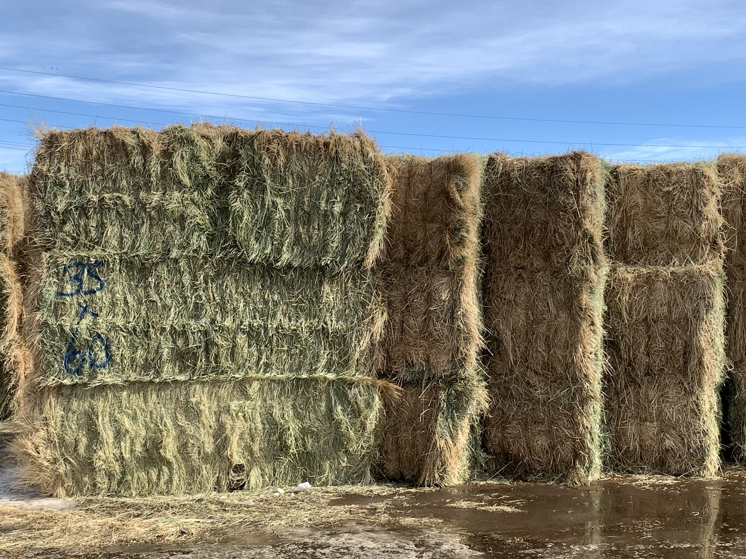 IMG_7565 Centennial Livestock Auction Co.