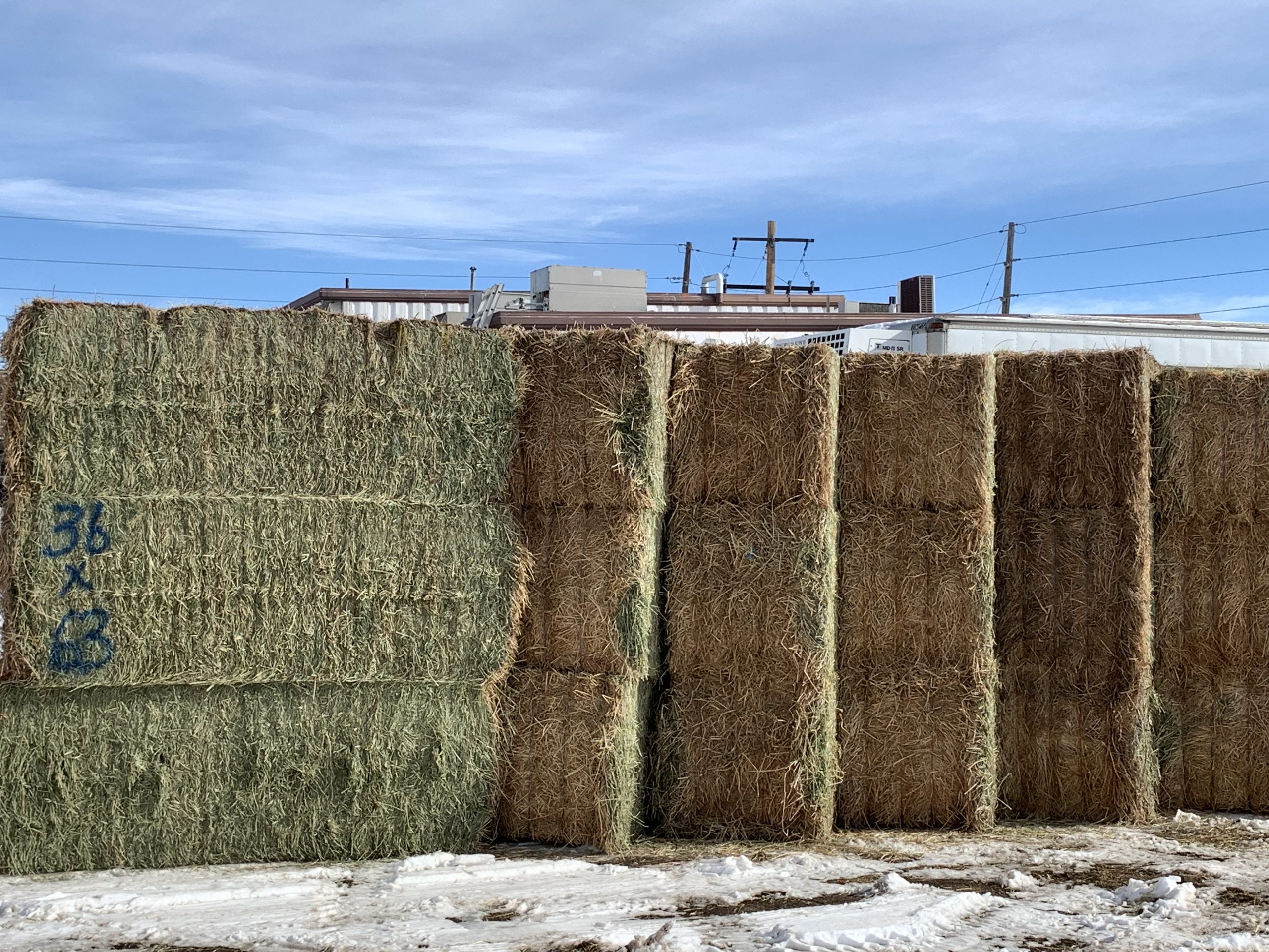 IMG_7566 Centennial Livestock Auction Co.
