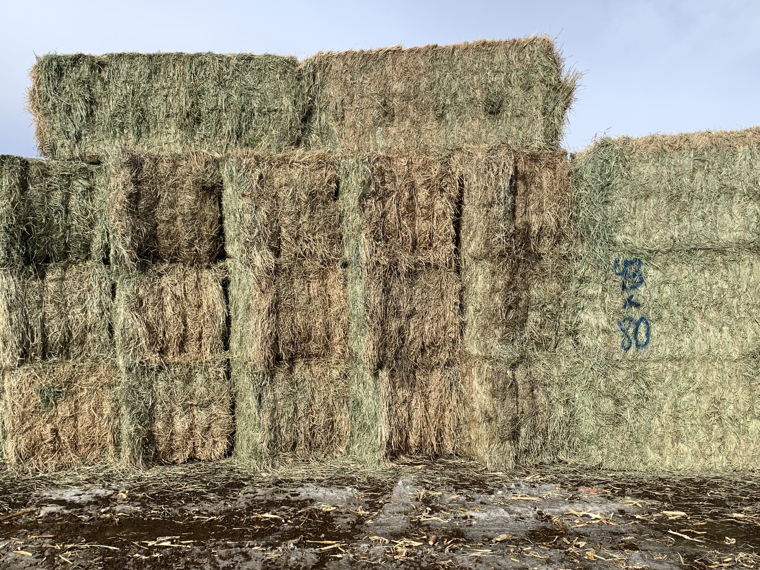 IMG_7573 Centennial Livestock Auction Co.