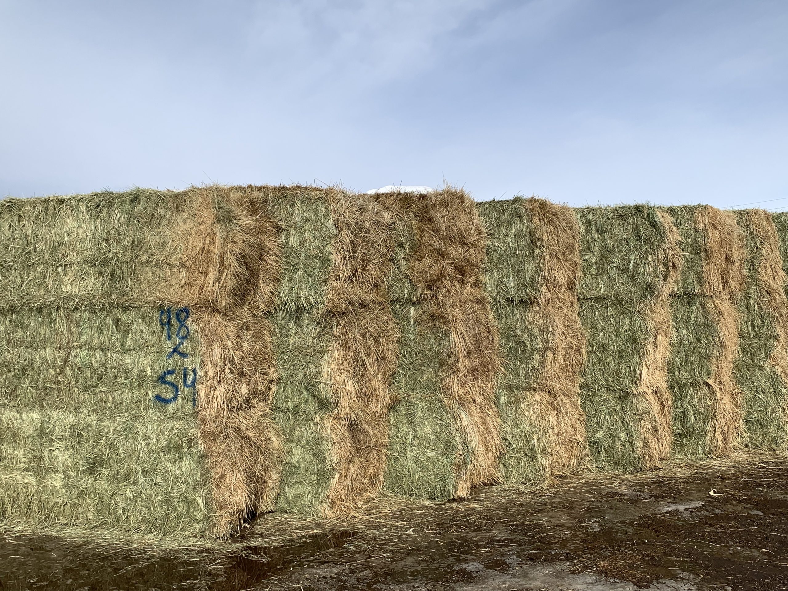 IMG_7578 Centennial Livestock Auction Co.