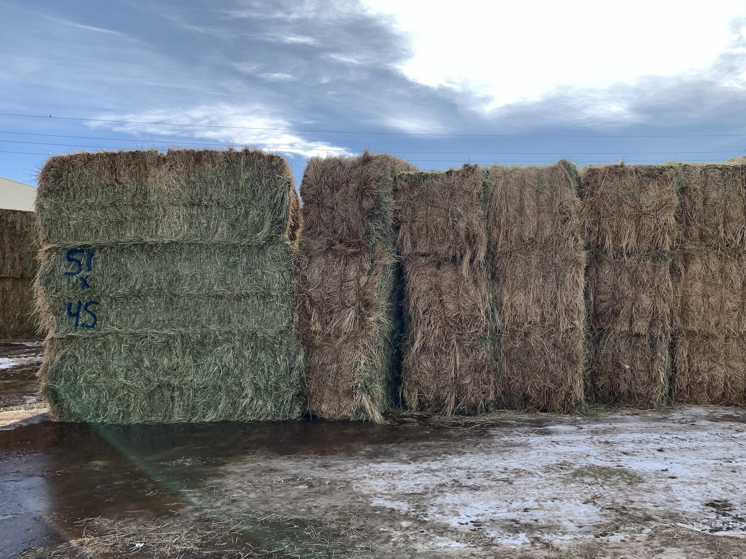 IMG_7581 Centennial Livestock Auction Co.