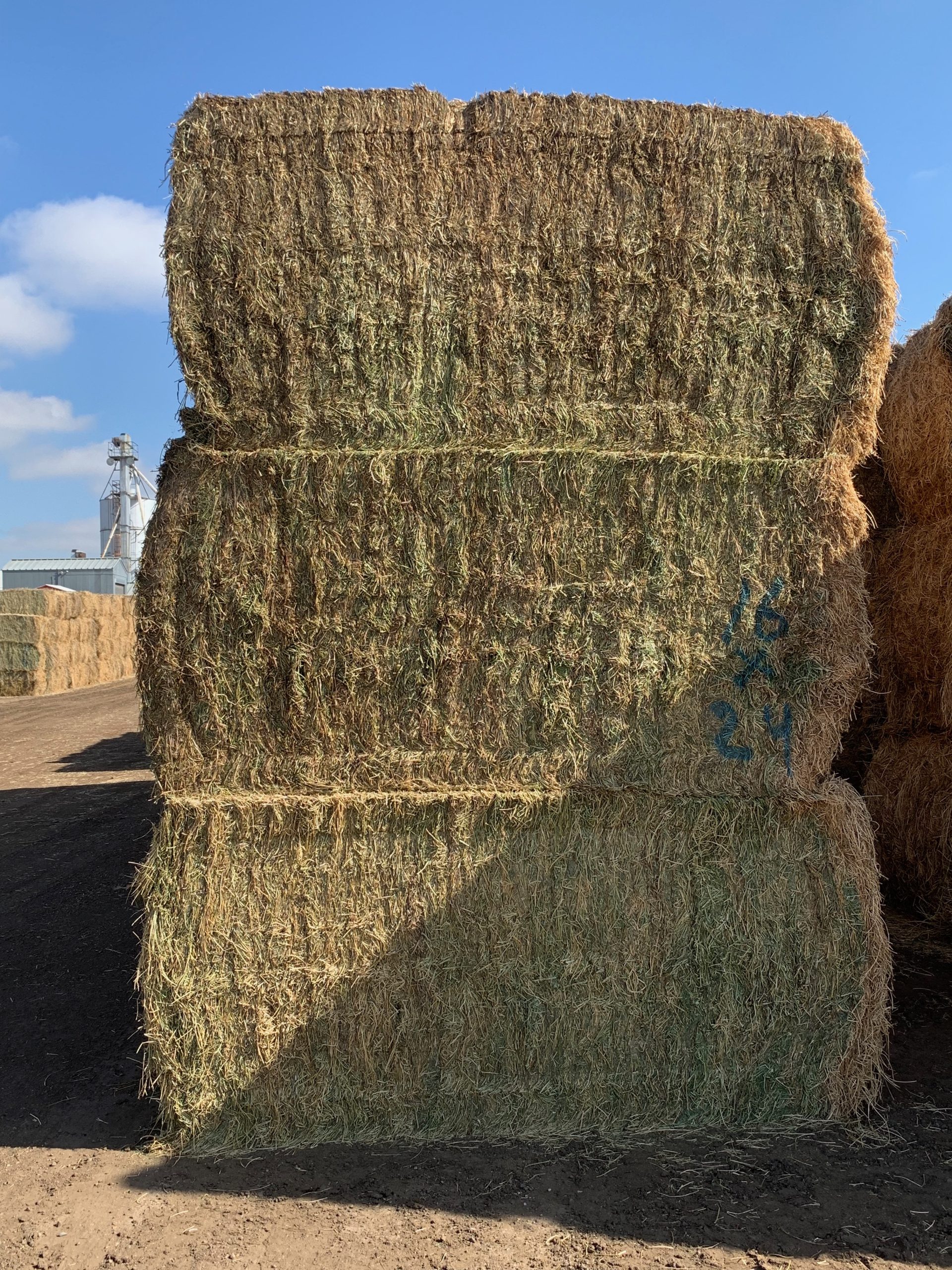 IMG_0534 Centennial Livestock Auction Co.