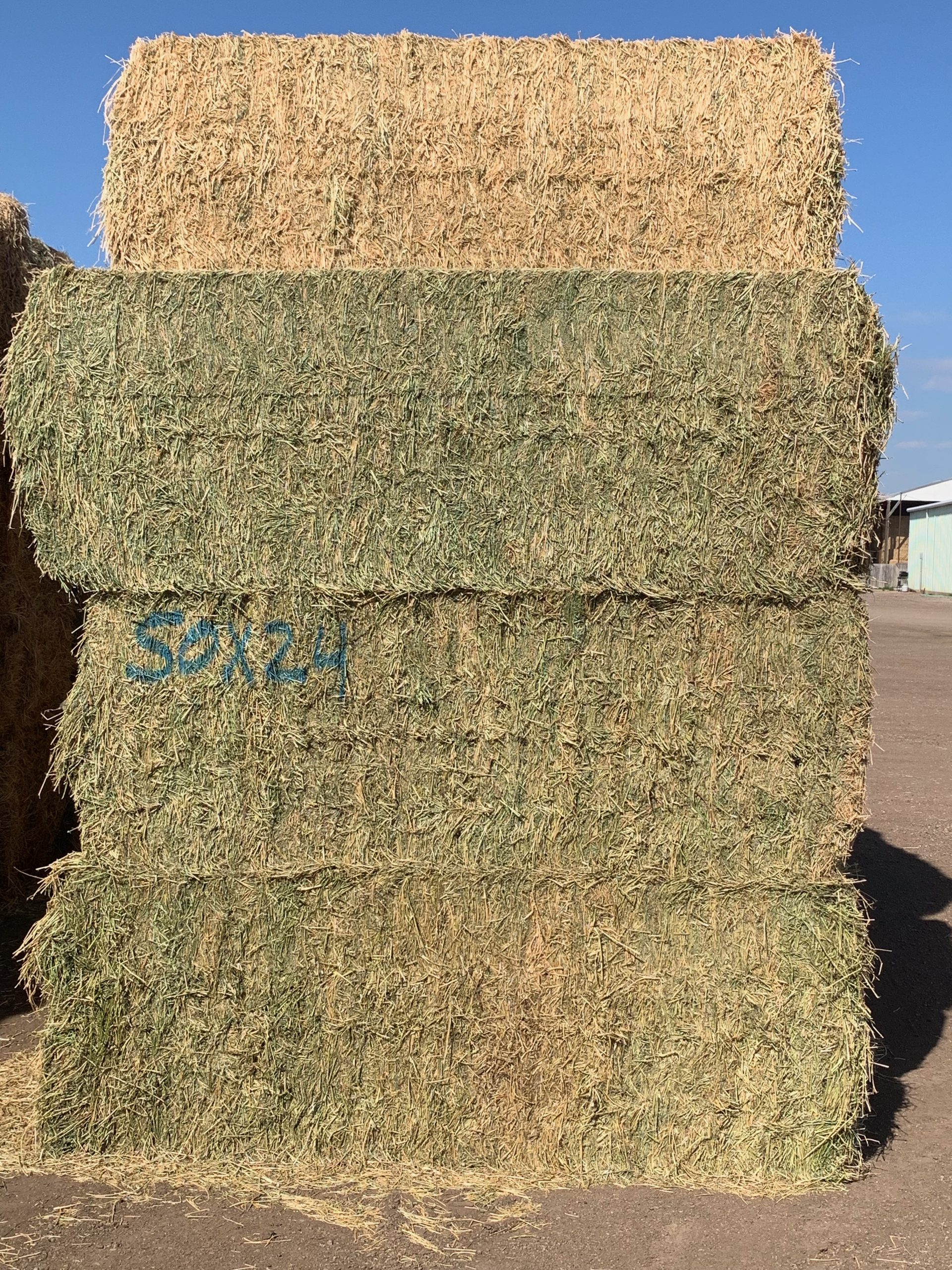 IMG_0567 Centennial Livestock Auction Co.