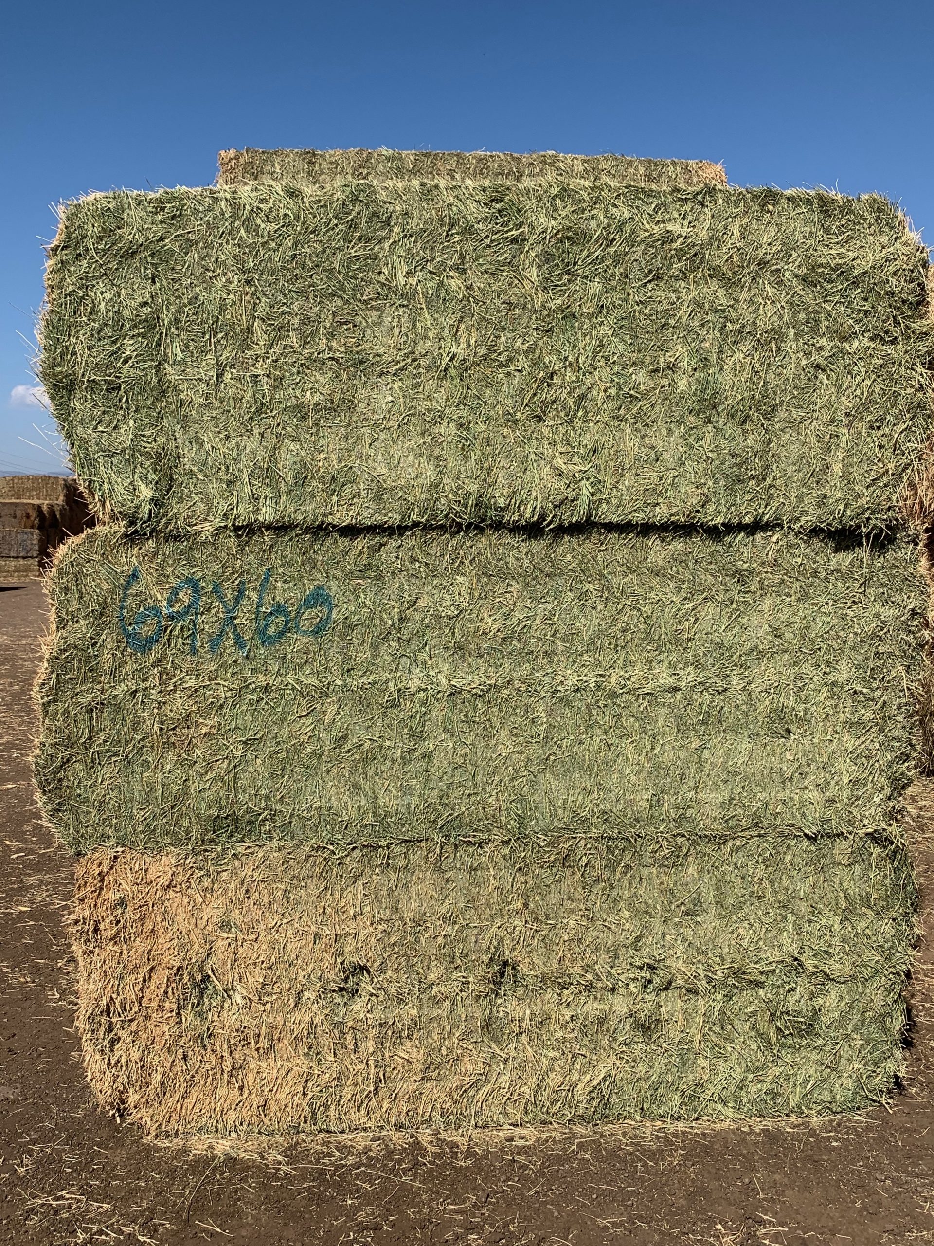 IMG_0587 Centennial Livestock Auction Co.