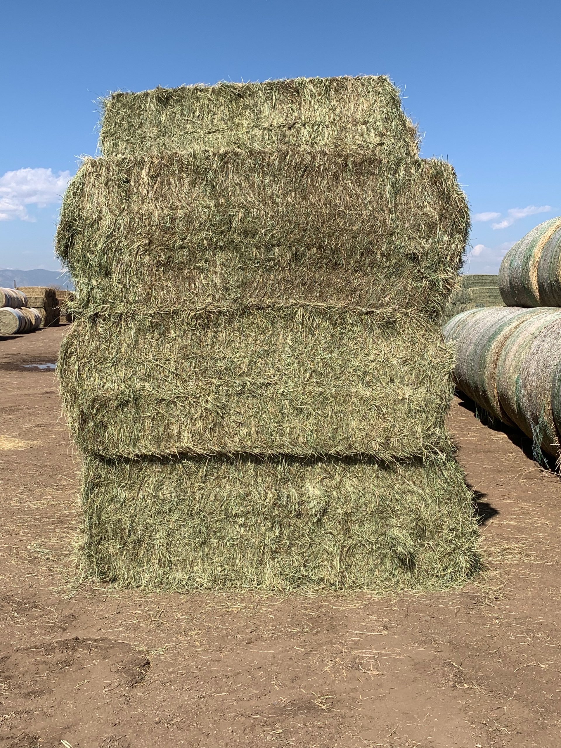 IMG_0645 Centennial Livestock Auction Co.