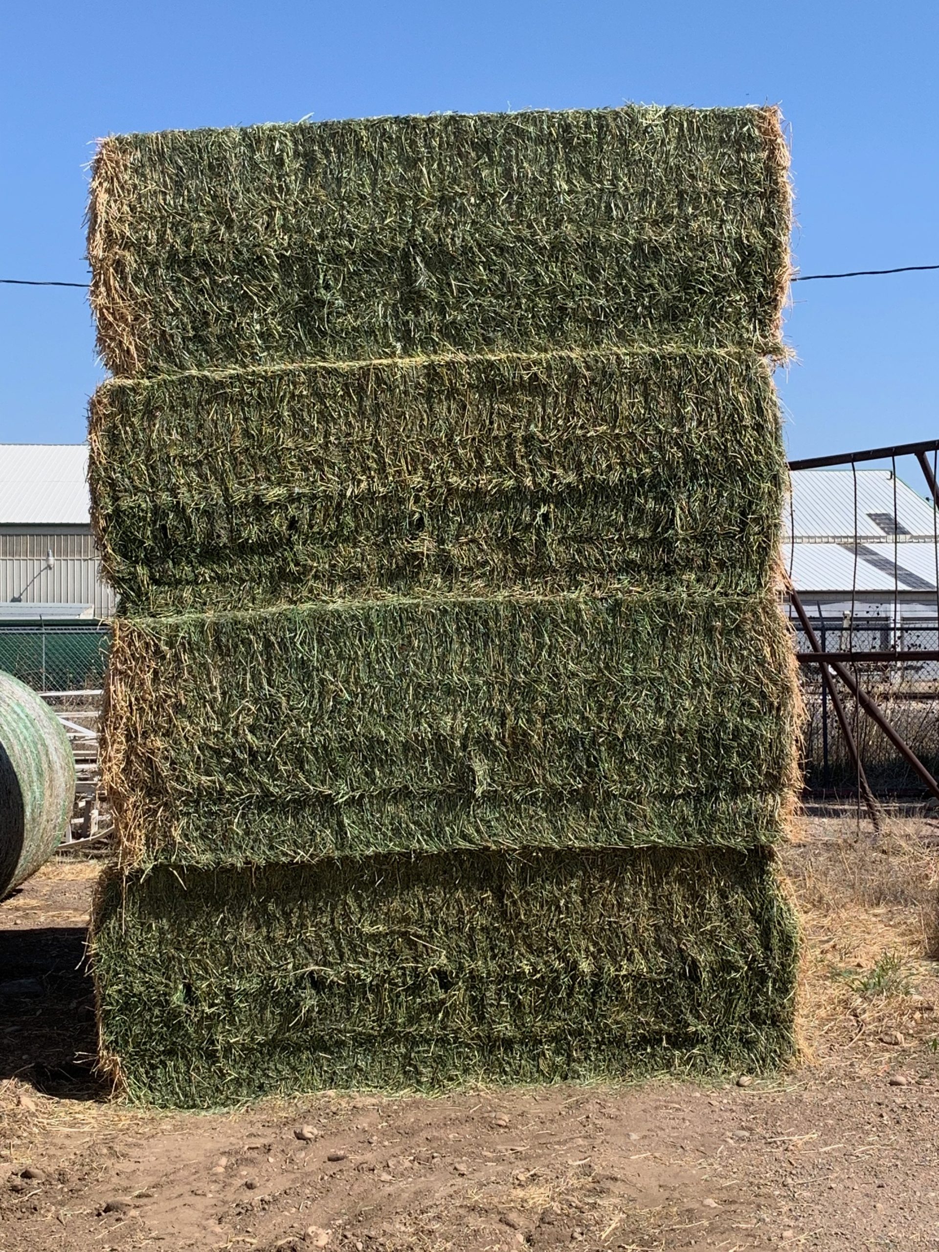 IMG_0646 Centennial Livestock Auction Co.