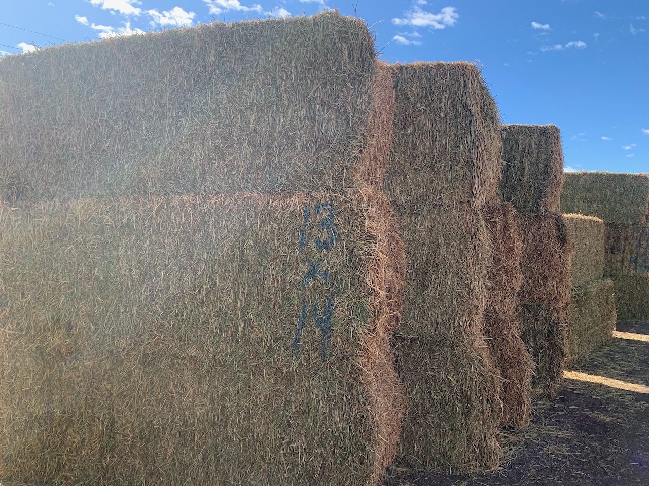 IMG_0718 Centennial Livestock Auction Co.