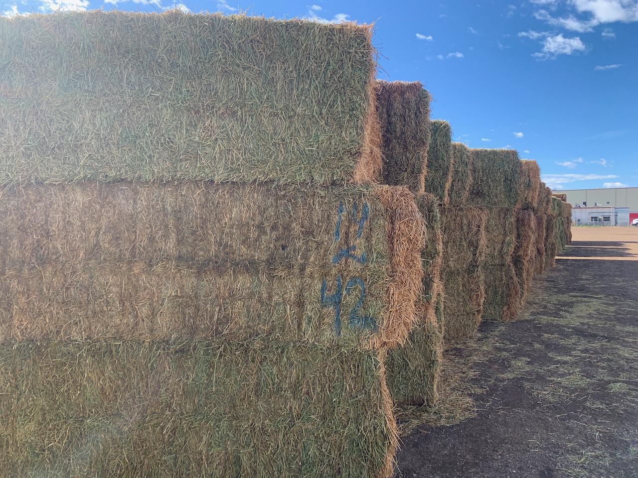 IMG_0719 Centennial Livestock Auction Co.