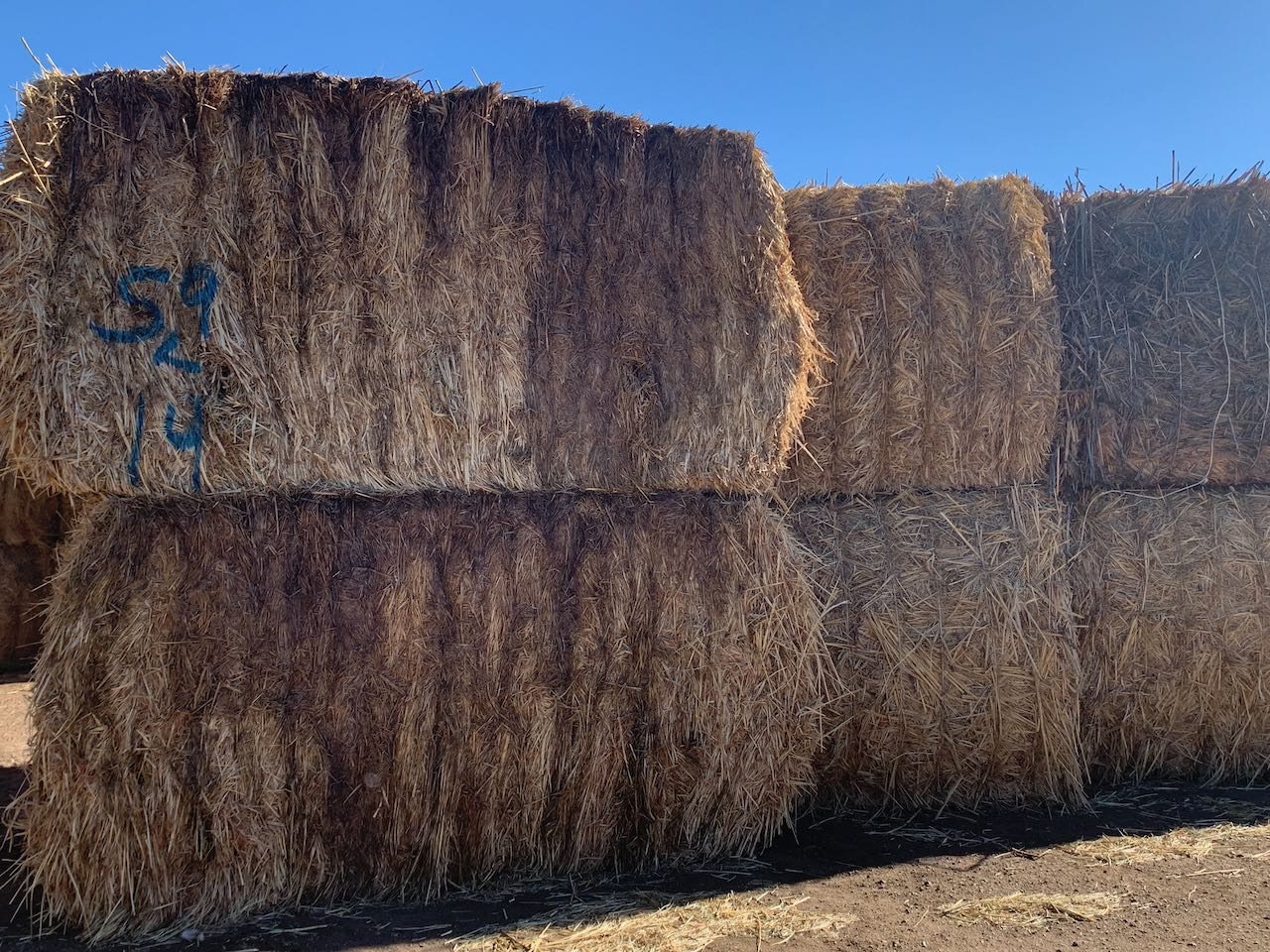 IMG_0774 Centennial Livestock Auction Co.