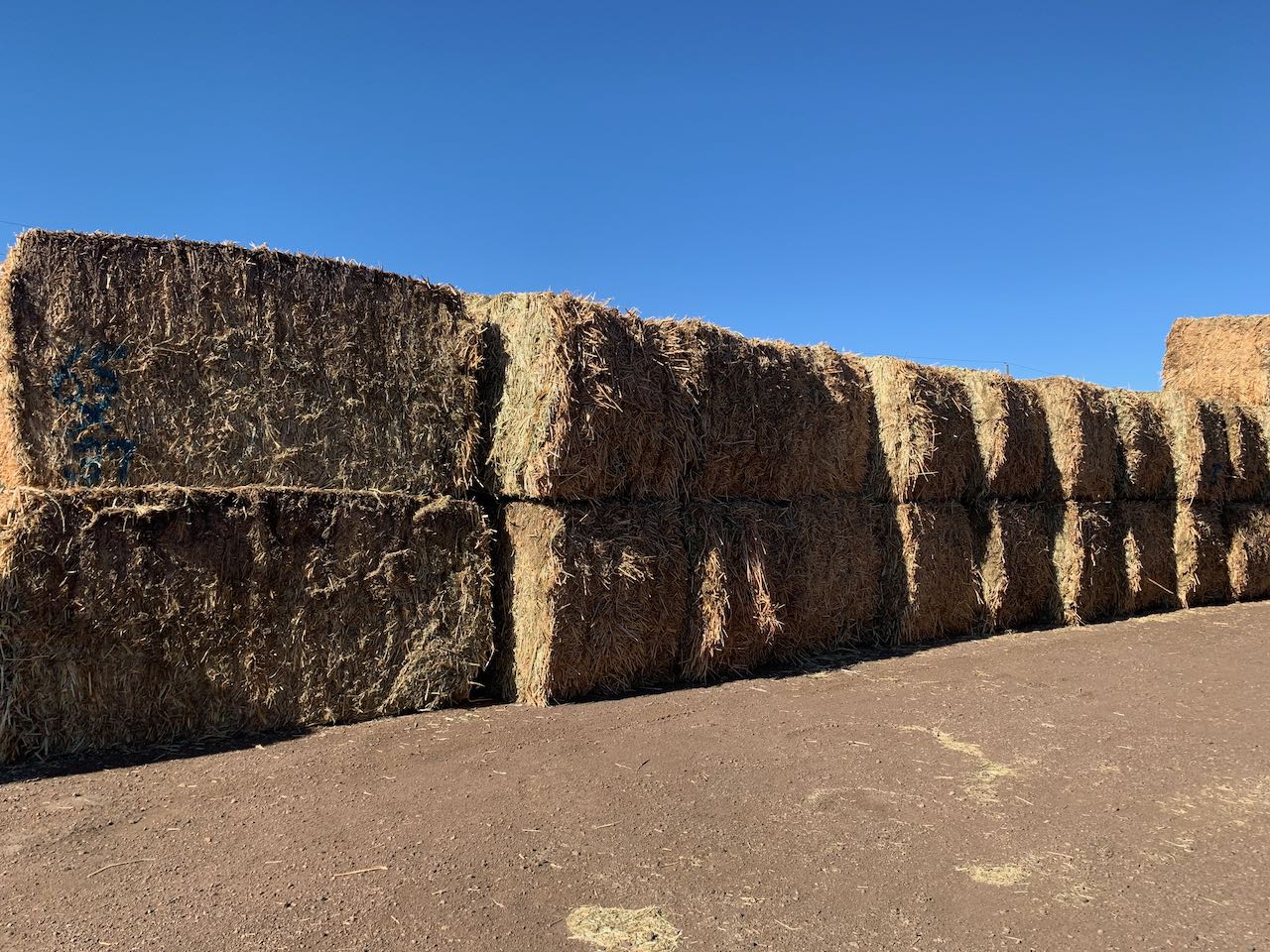 IMG_0780 Centennial Livestock Auction Co.