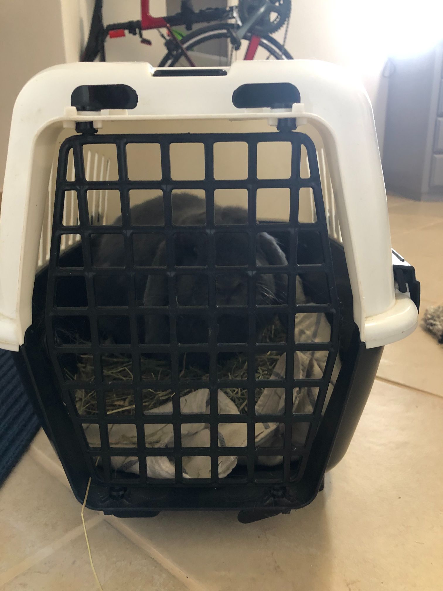 SOURCING A VET IN PORTUGAL & VET COSTS Casa Valhal