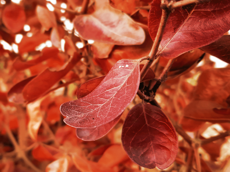 Help for Beech Trees & Moths Skeptics Can't Stand Homeopathy