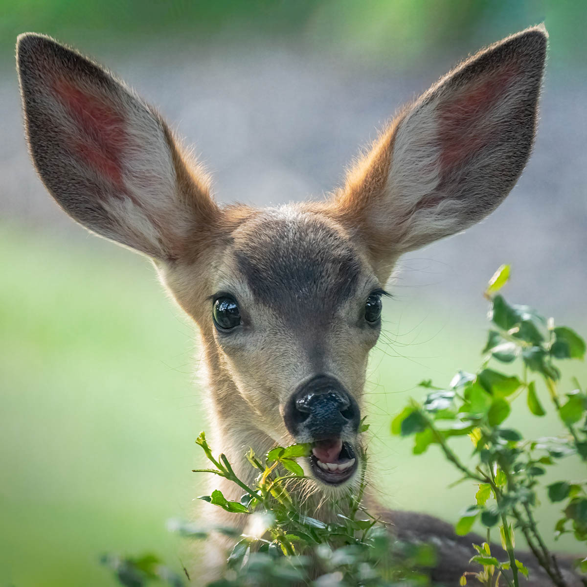 Fawn eating rose bushes Cascade Camera Club
