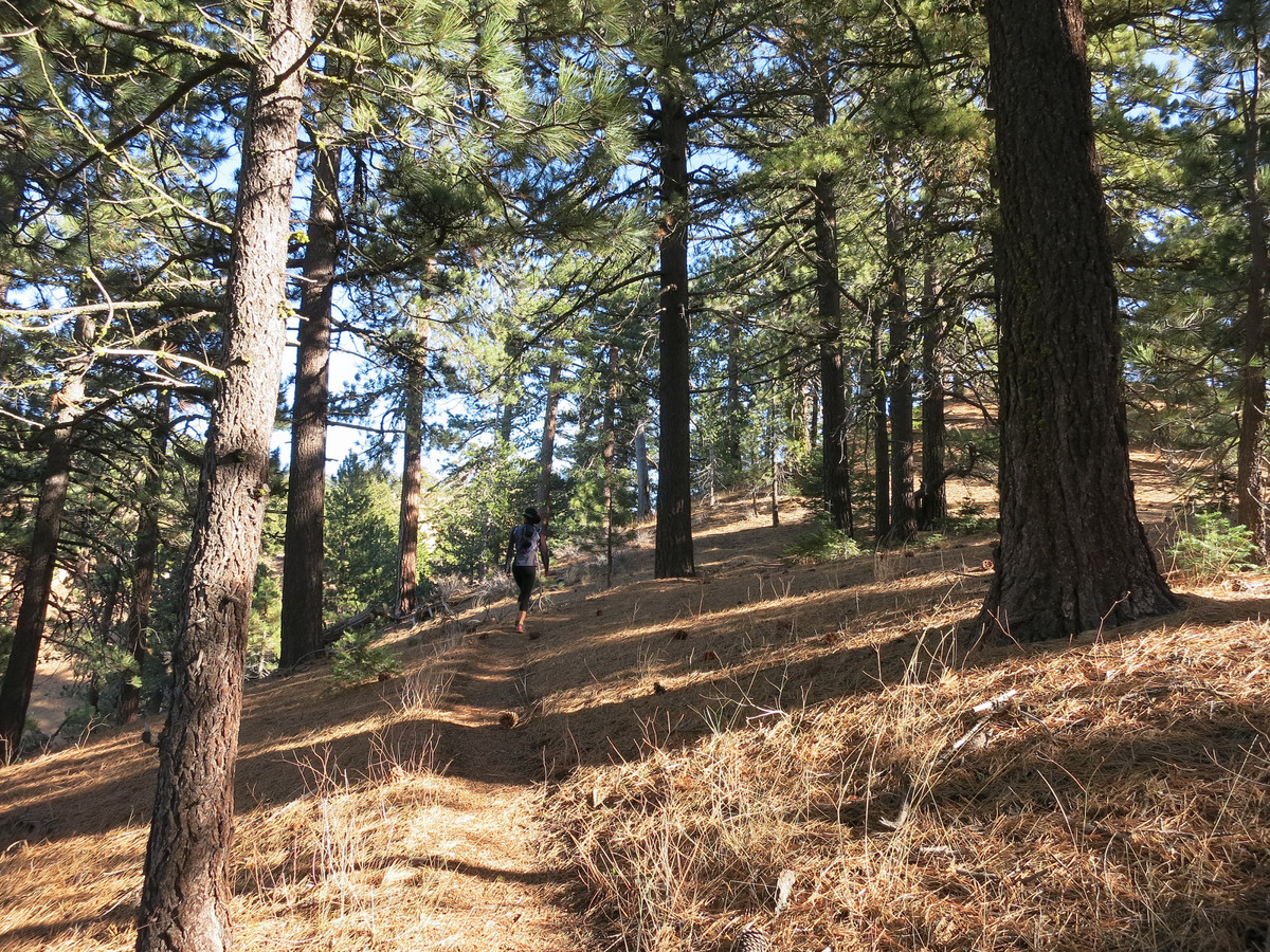 Reyes Peak & Haddock Mountain Leor Pantilat's Adventures