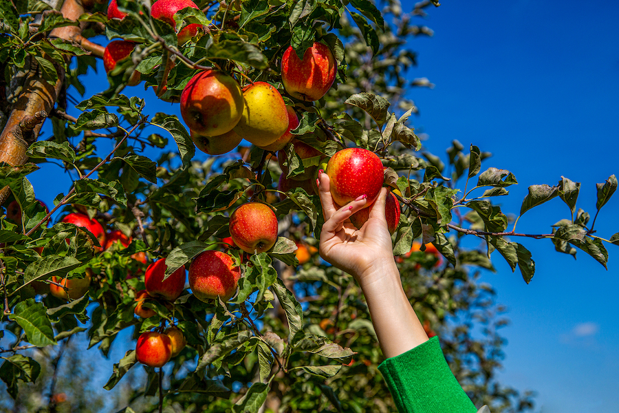 Fun and Fruity Fruit Picking for Kids in Colorado Springs Colorado