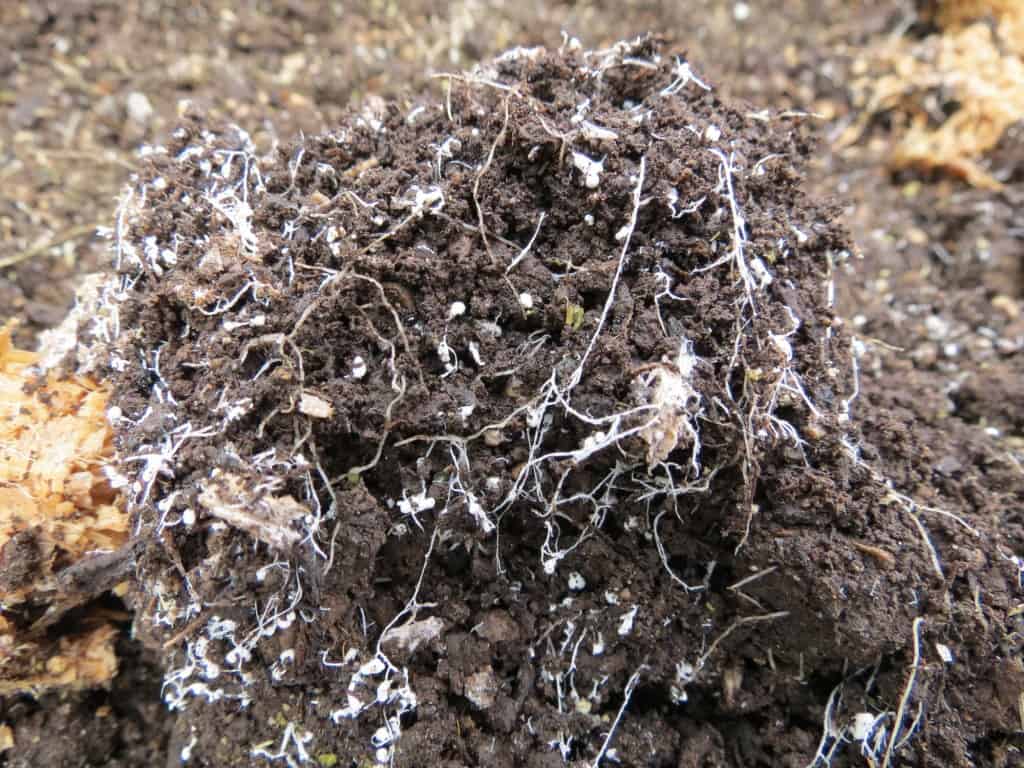 Gardening and fungi Cascade Mycological Society