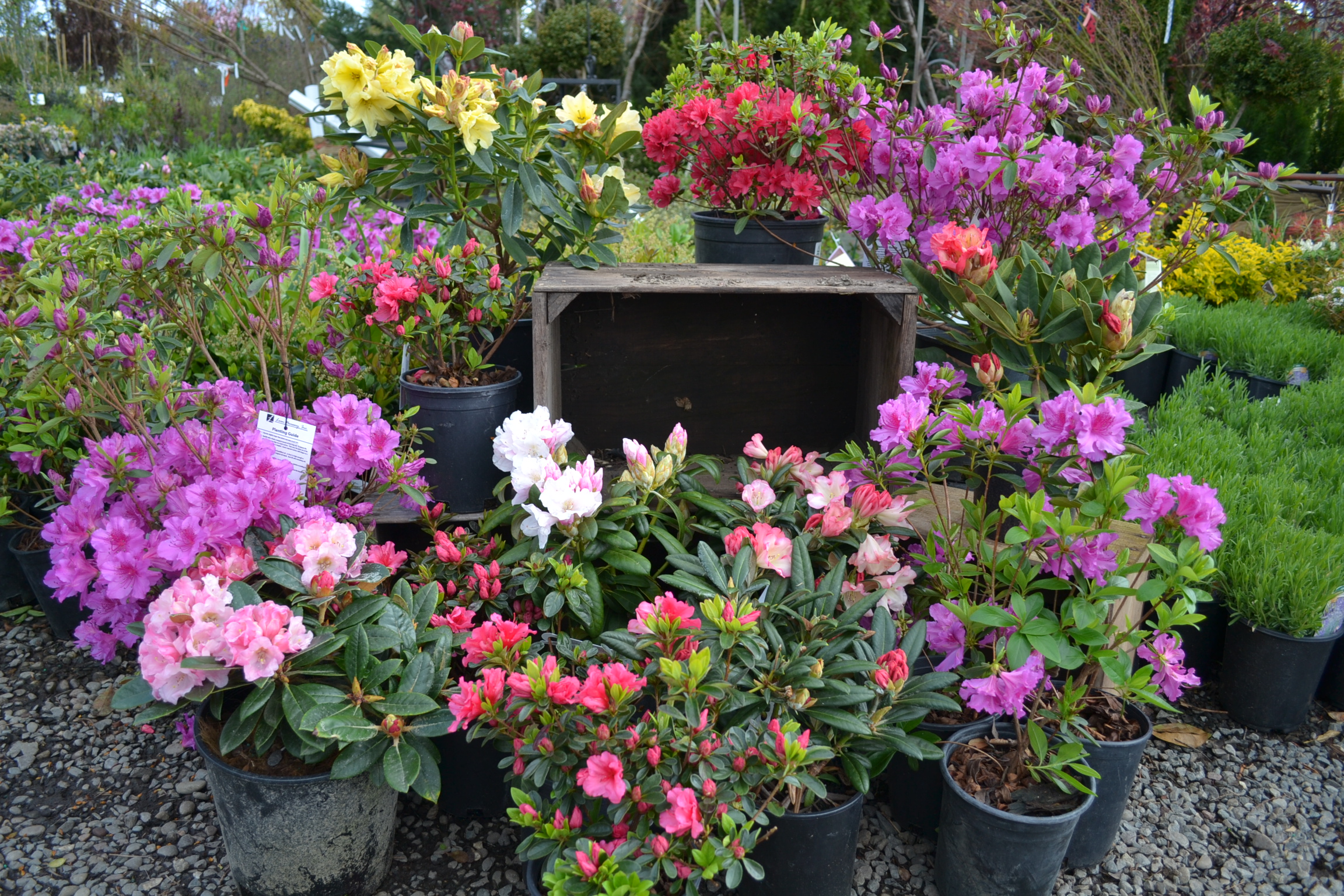Cascade Nursery Cascade NurseryCentral Point, OR