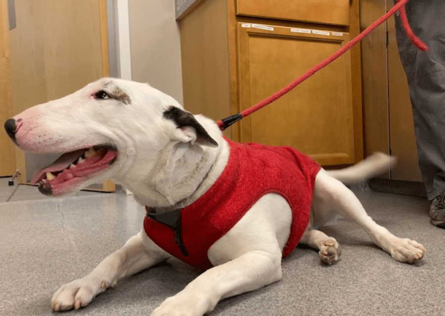 Casco Bay Veterinary Hospital Gallery Vet In Portland, ME