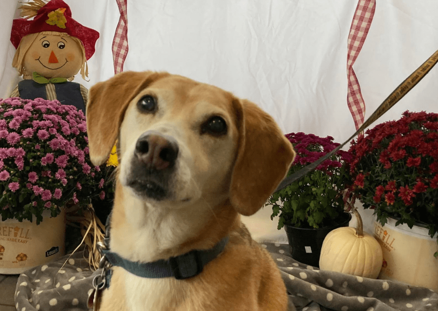 Casco Bay Veterinary Hospital Gallery Vet In Portland, ME