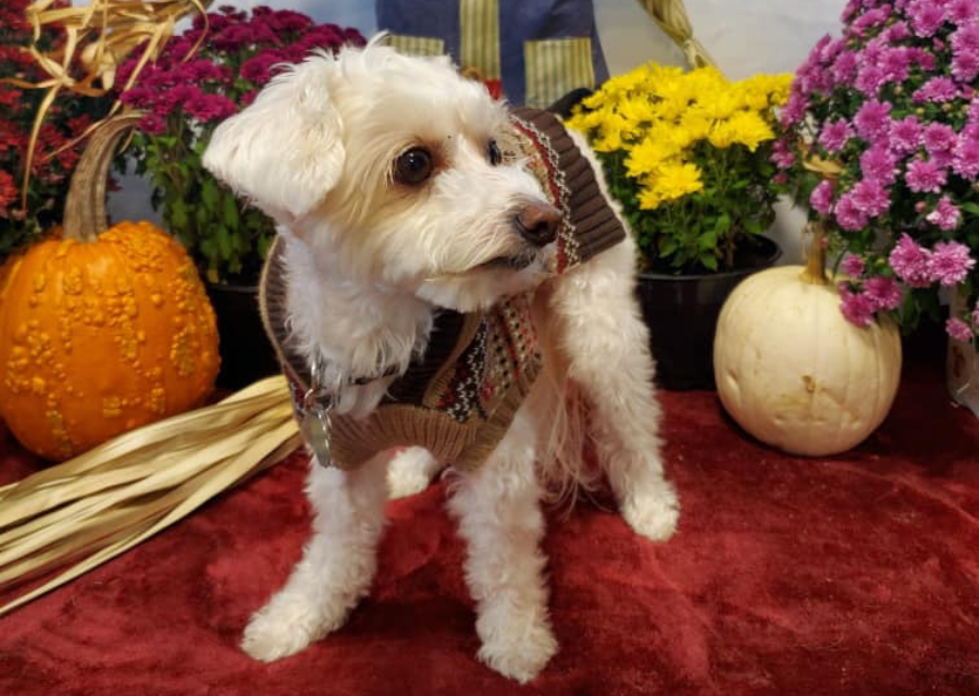 Casco Bay Veterinary Hospital Gallery Vet In Portland, ME