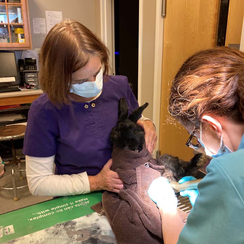 Pocket Pet Care In Portland, ME Casco Bay Vet Hospital