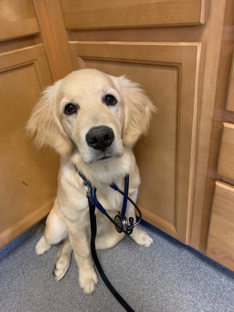 About Casco Bay Veterinary Hospital Vet In Portland, ME