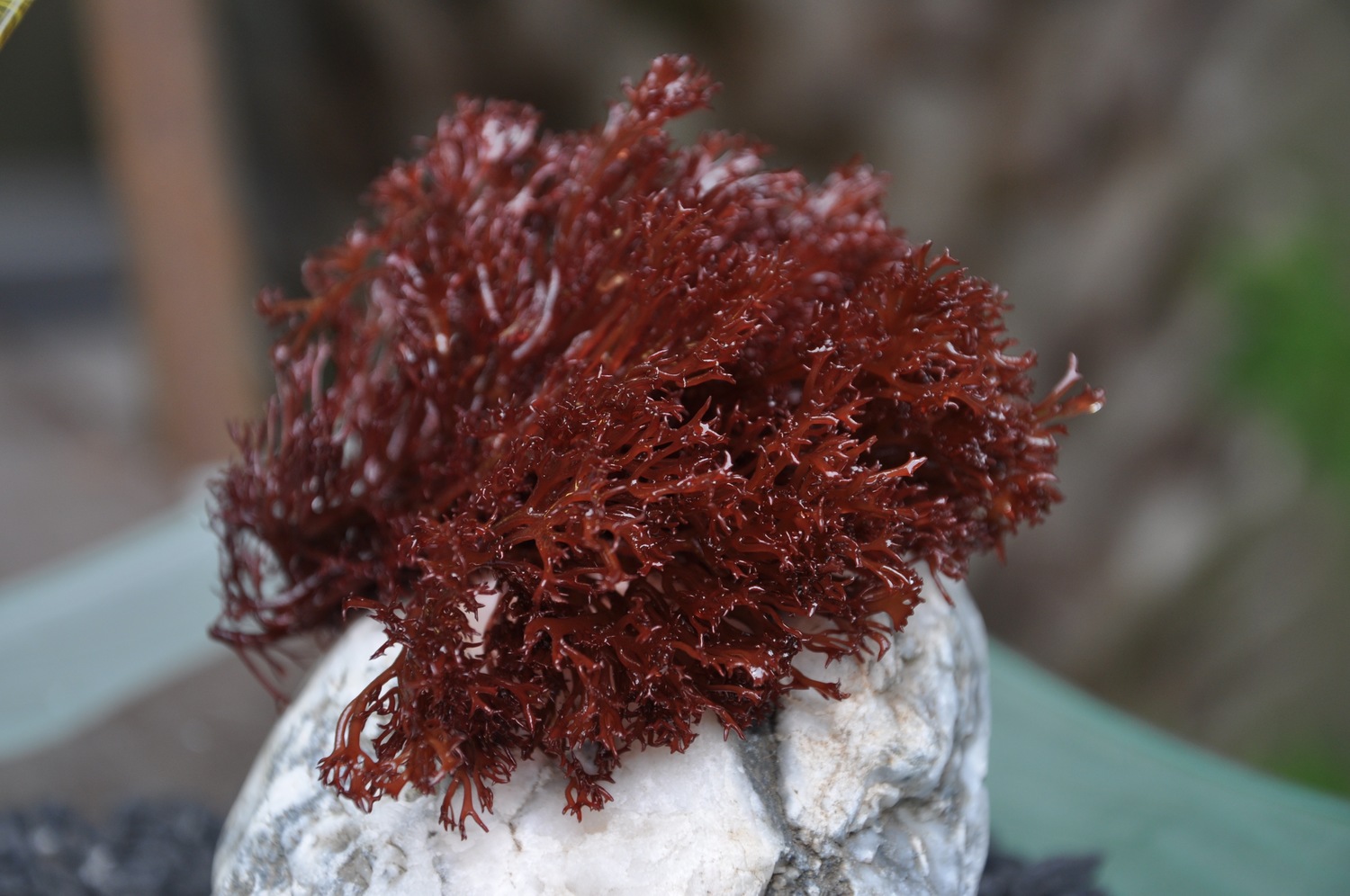 Red Ogo Seaweed California Sea Grant