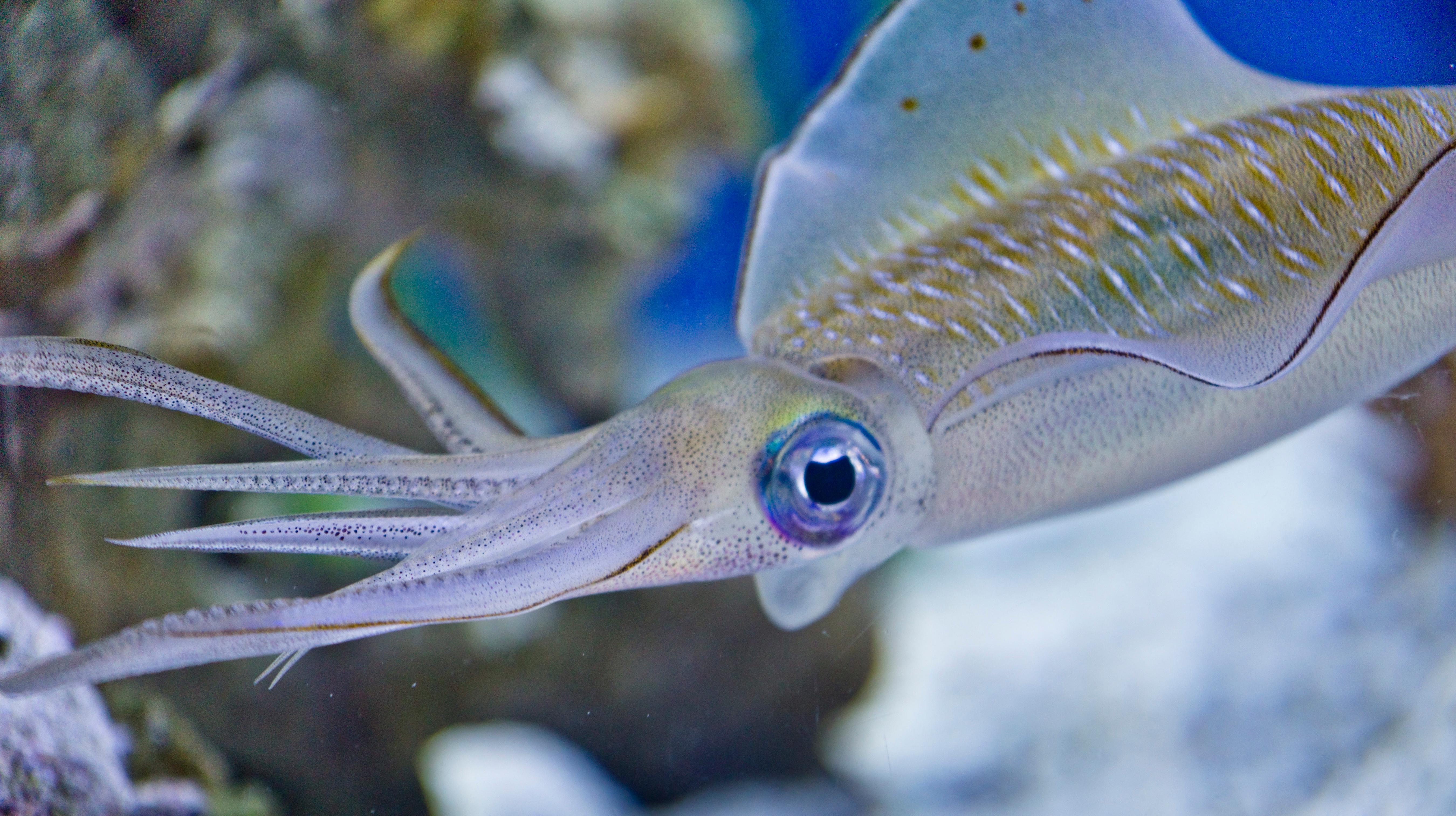 Market Squid California Sea Grant