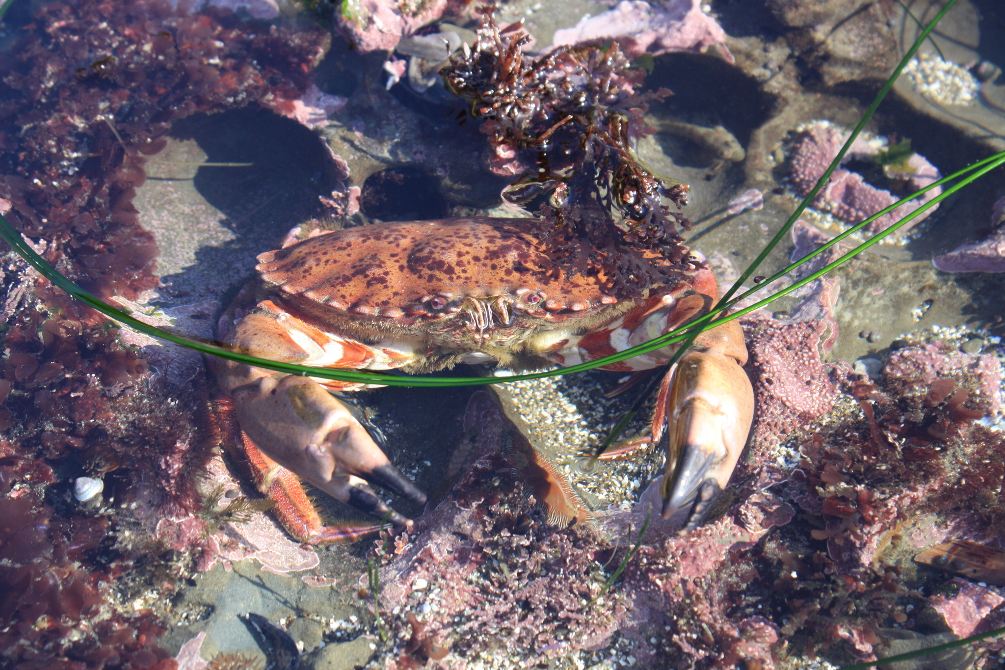 Rock Crab California Sea Grant