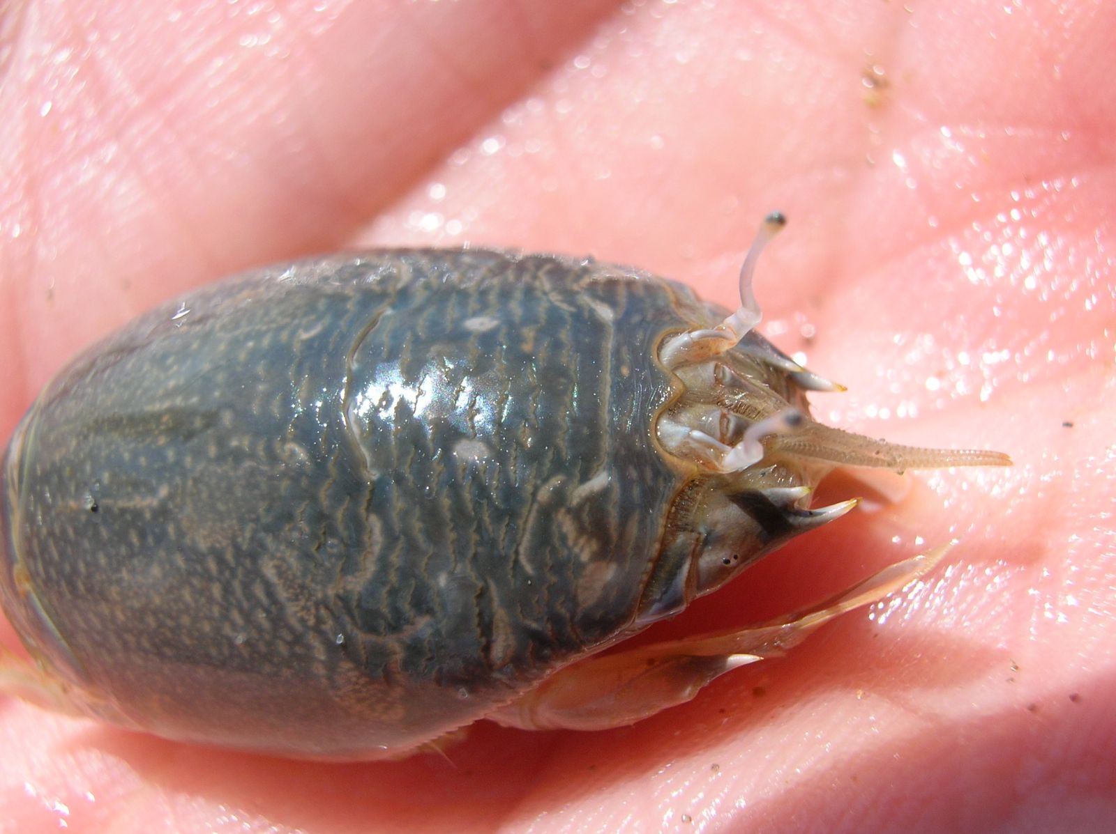 Sand Dwellers California Sea Grant