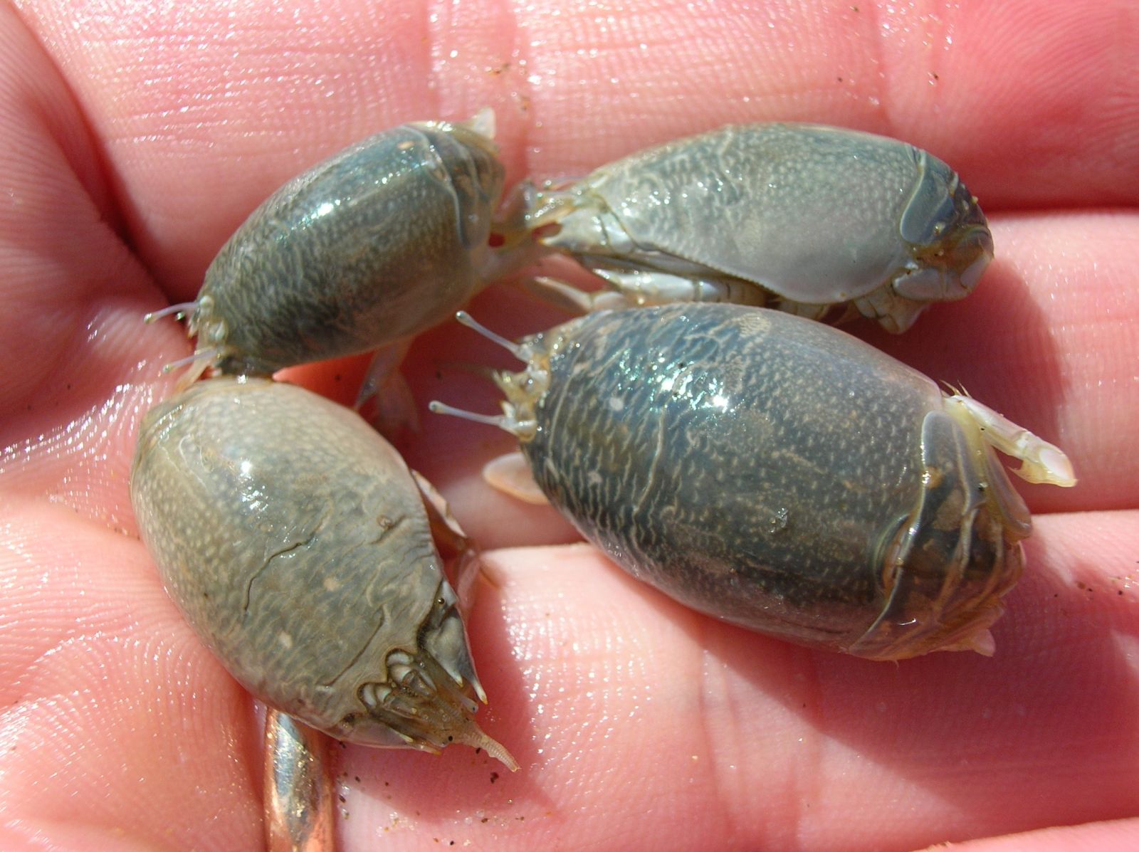 Sand Dwellers California Sea Grant