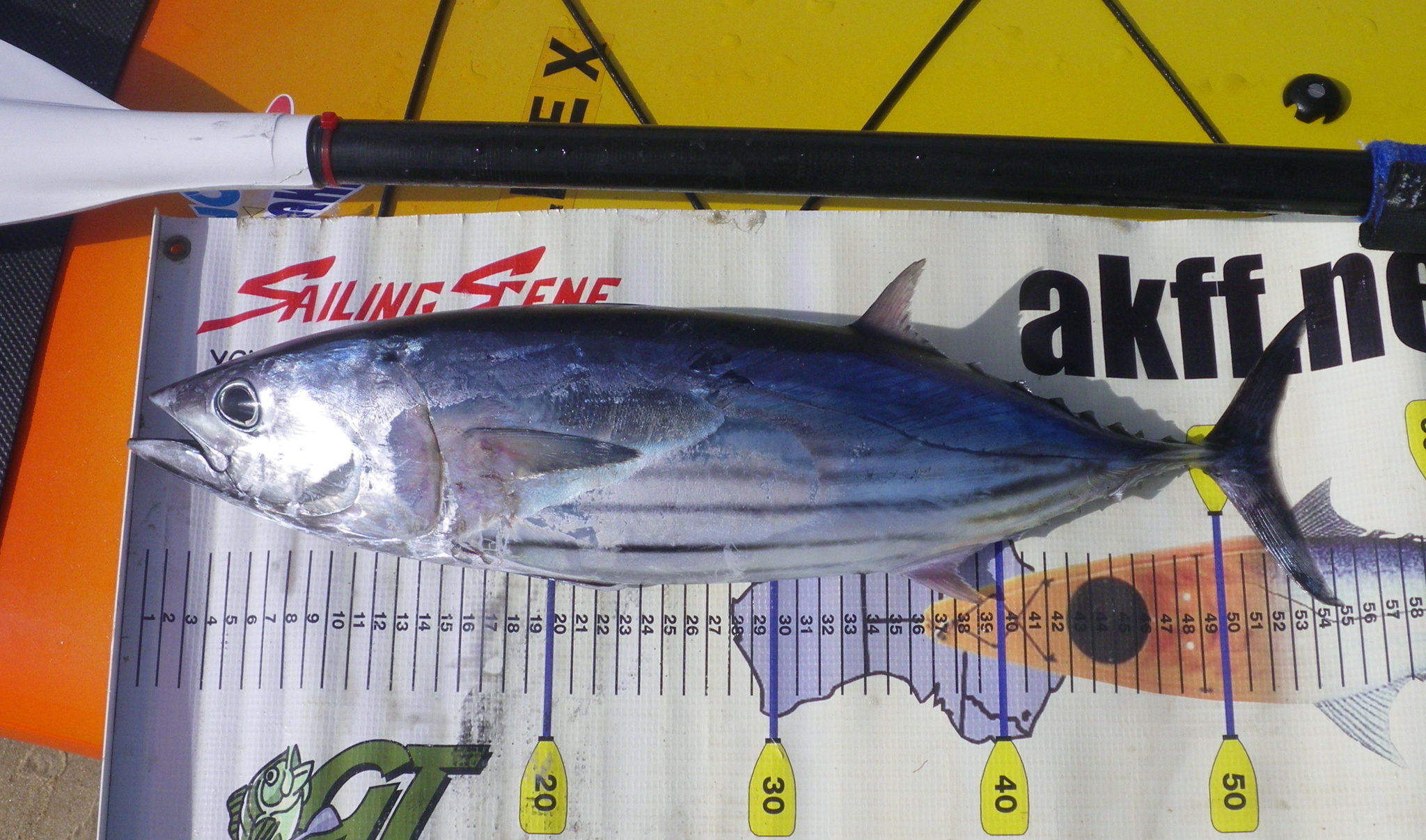 Pacific skipjack tuna California Sea Grant