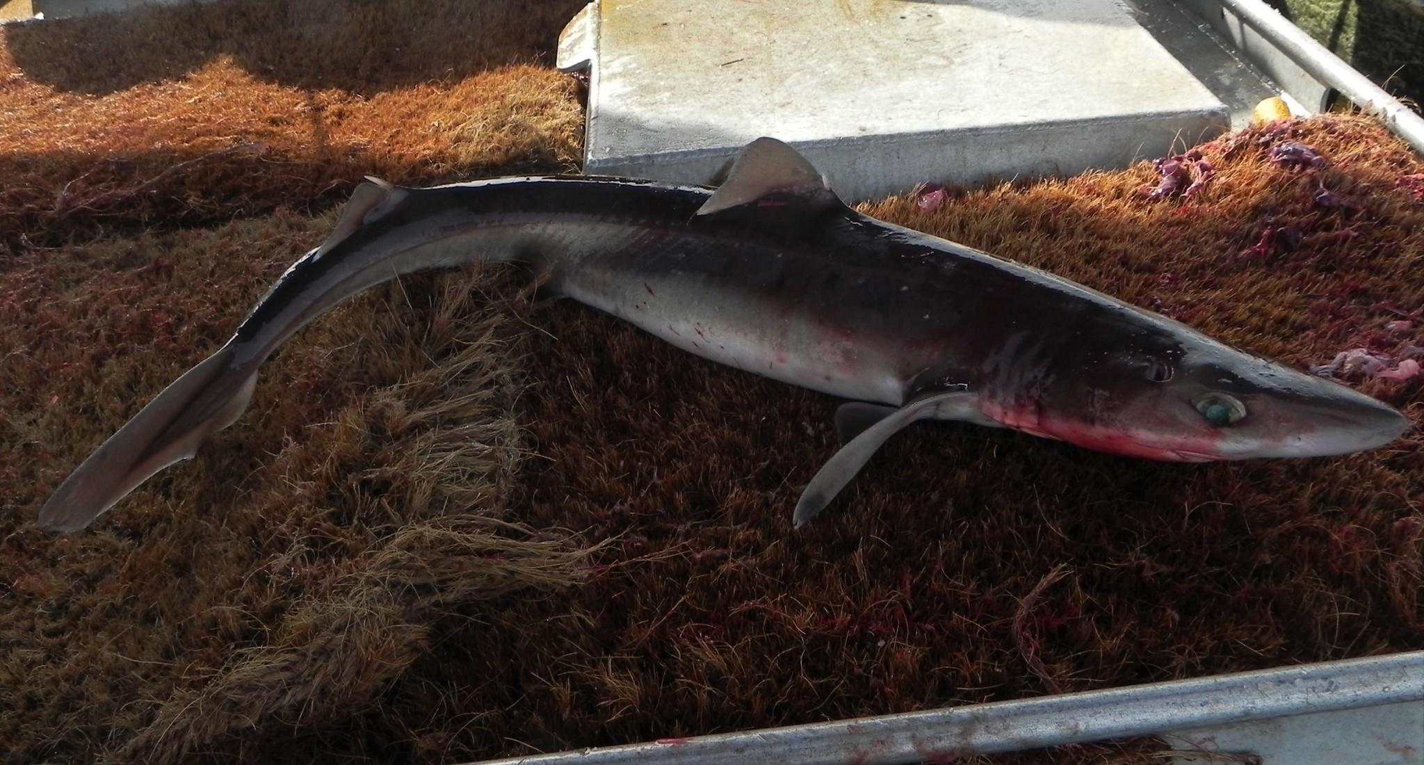 Pacific Spiny Dogfish California Sea Grant