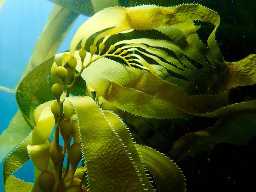 Where, when and how? A guide to kelp restoration in California using
