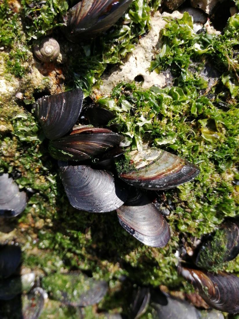 Mediterranean Mussel California Sea Grant