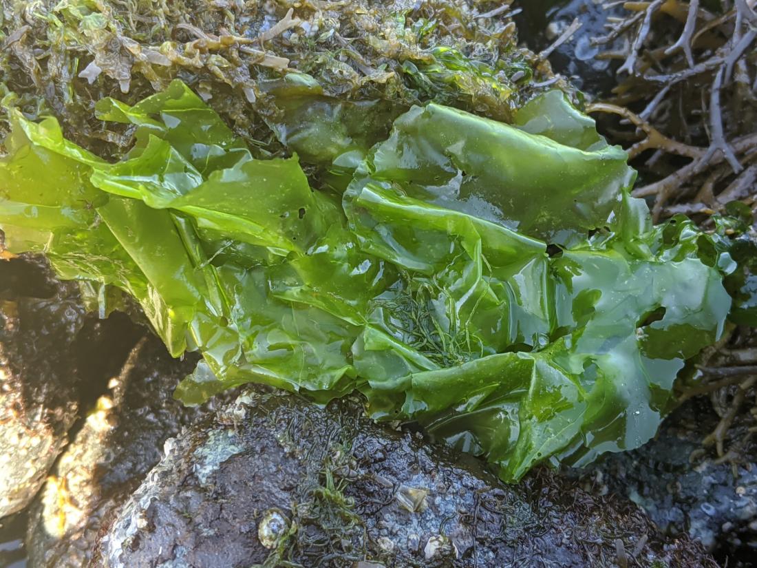Sea Lettuce California Sea Grant