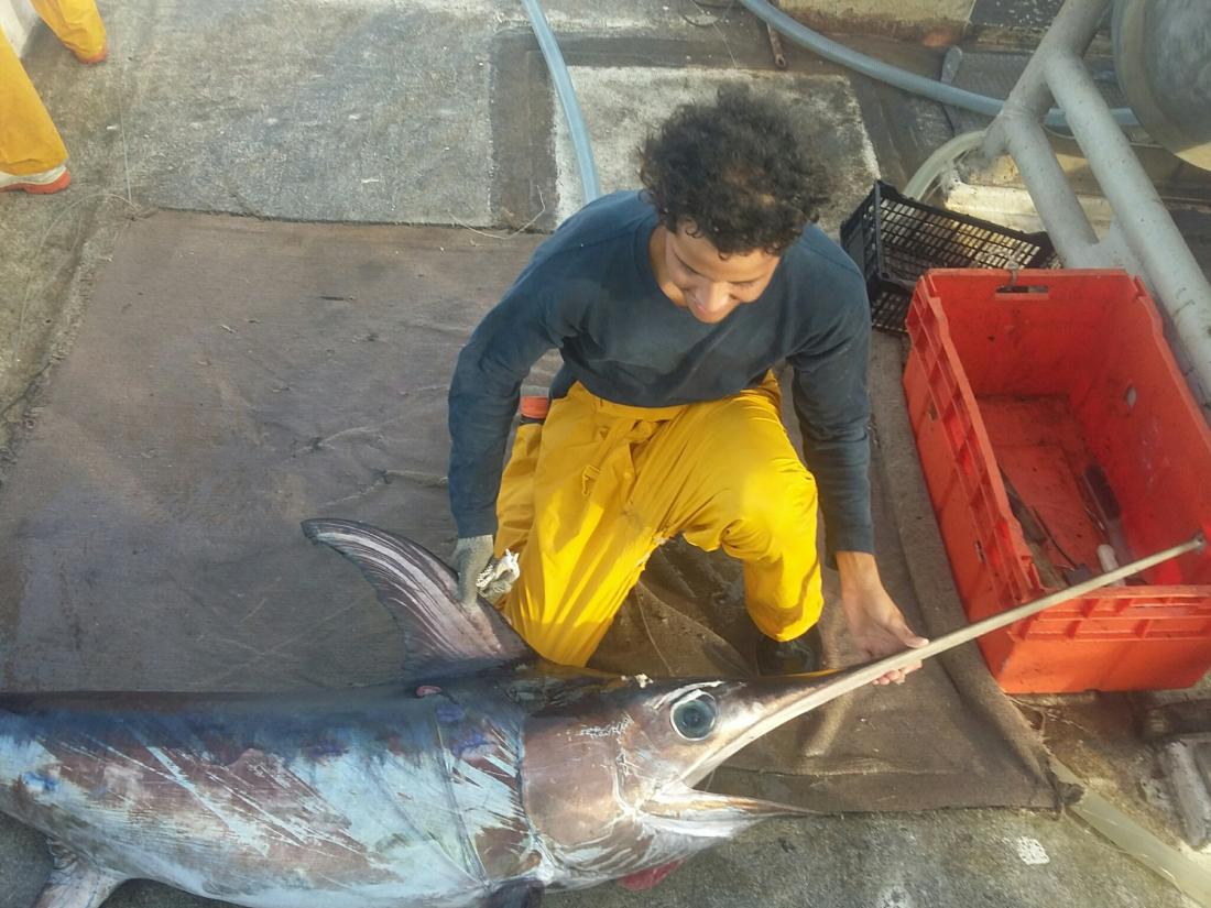 Pacific Swordfish California Sea Grant