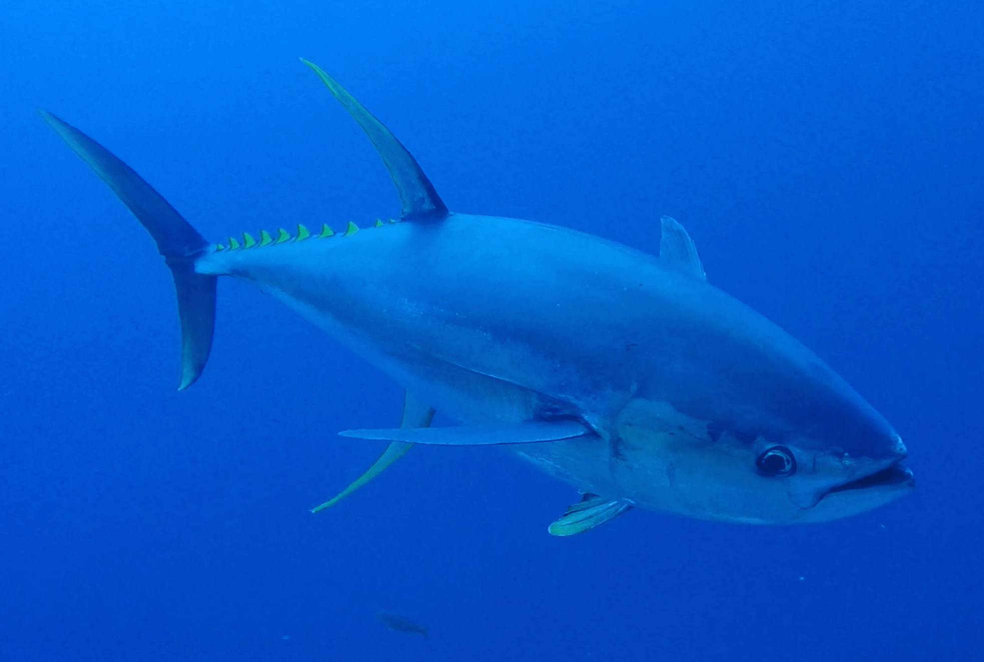 Yellowfin Tuna California Sea Grant