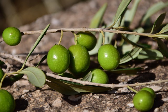 ¿Cuantos kilos de aceituna se utiliza para un litro de aceite?