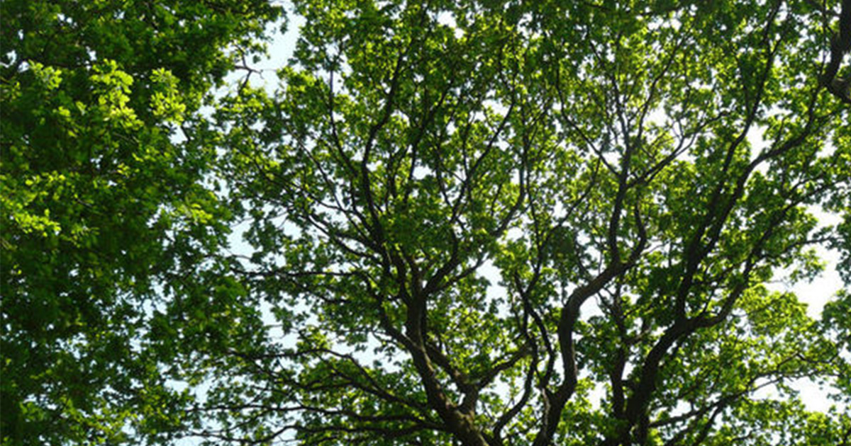 oakcanopyfacebook Casey Trees