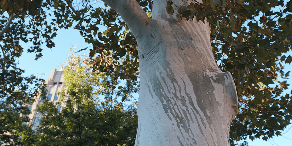 Indigenous Uses for Trees Casey Trees