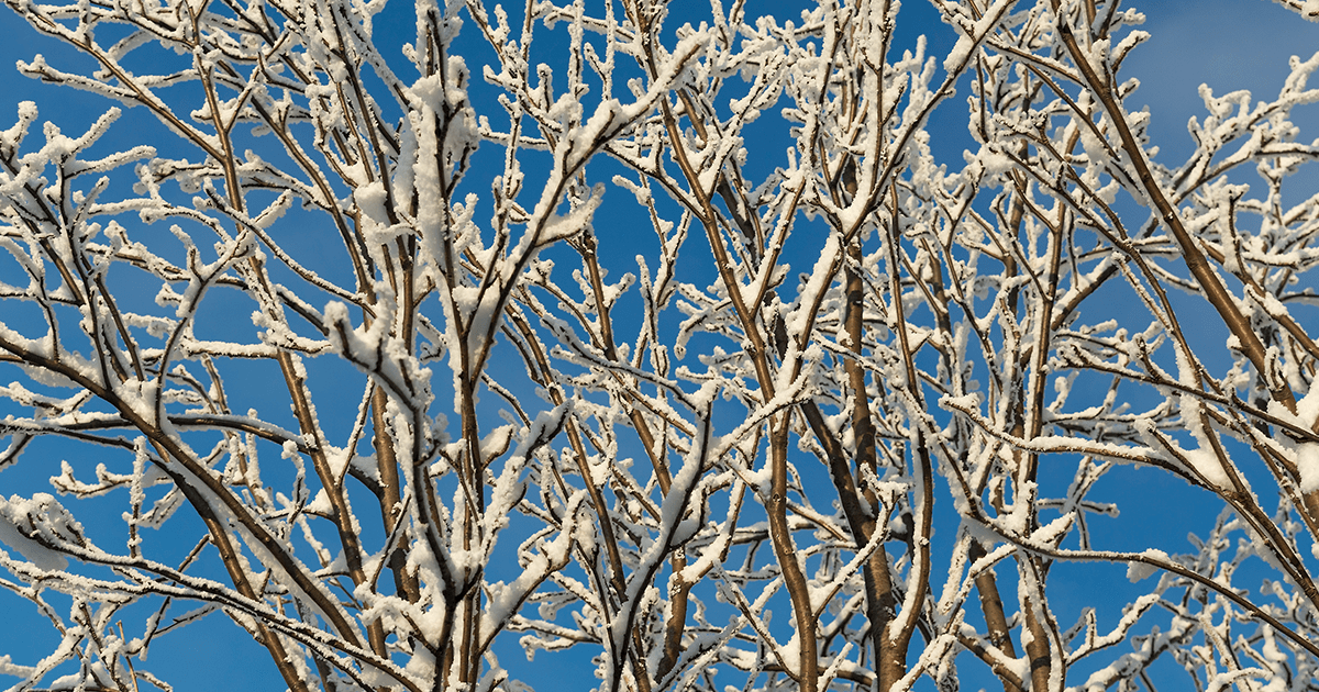 Snow is Here how does it affect trees? Casey Trees