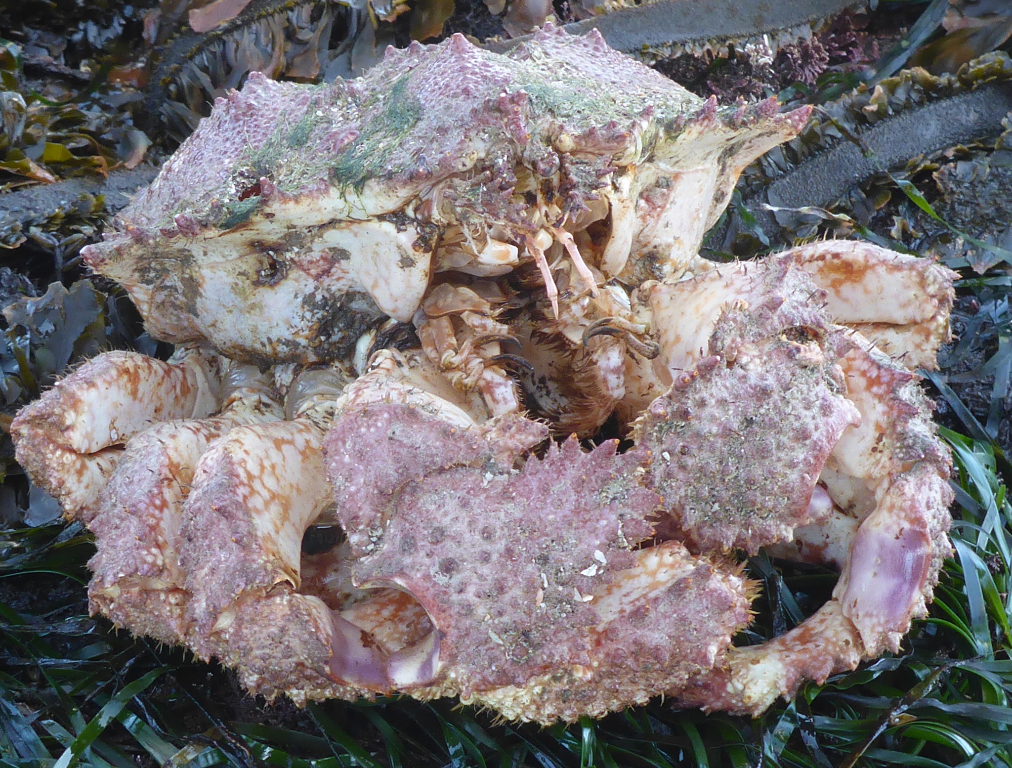 Brown Box Crab California Sea Grant