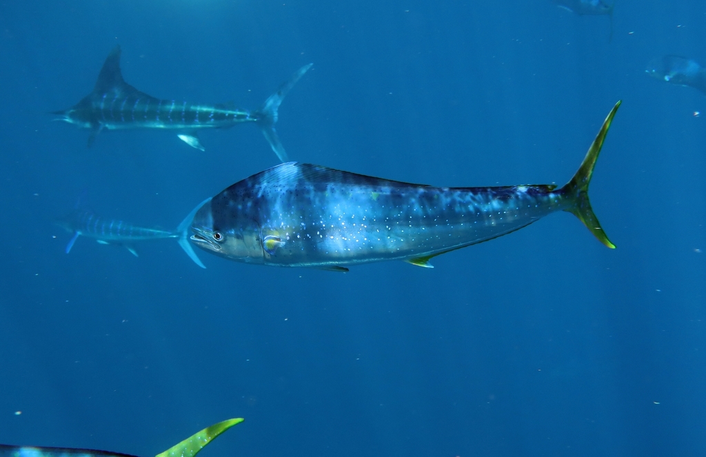 Dorado (Mahi Mahi) California Sea Grant