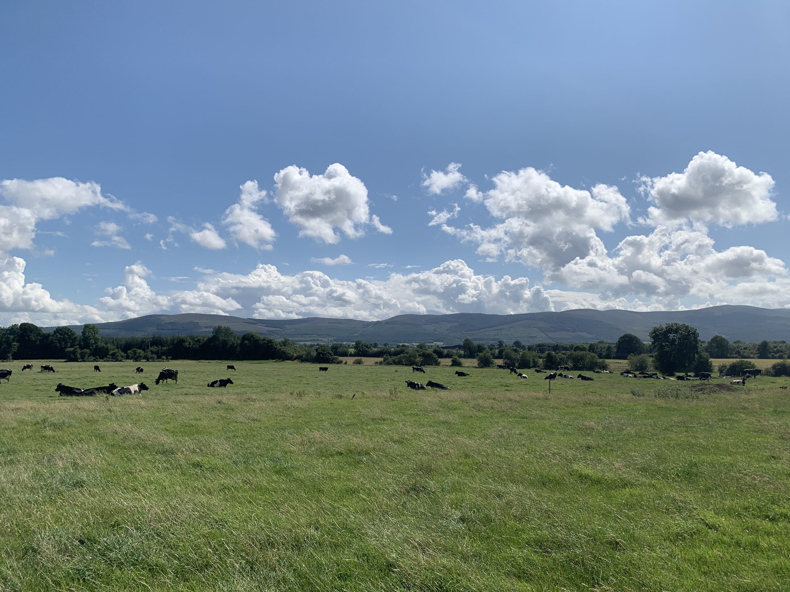 *SALE AGREED* C. 63 Acres at Lisgibbon, Golden, Co. Tipperary Cashel Mart