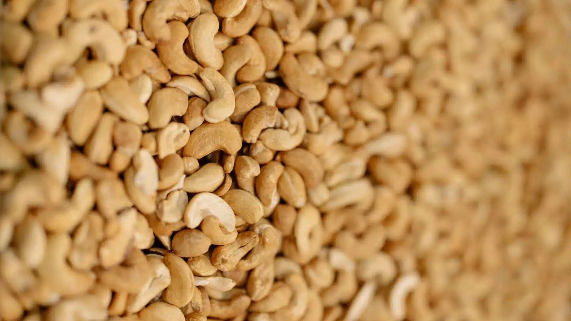 Cashew Factory Setup Cost Detailed Breakdown & Calculator Cashew