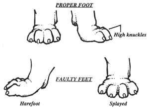 An Illustrated Guide to the Bulldog Standard, English Bulldog Standard