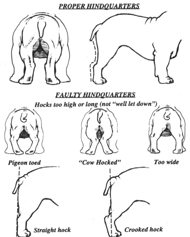 An Illustrated Guide to the Bulldog Standard, English Bulldog Standard